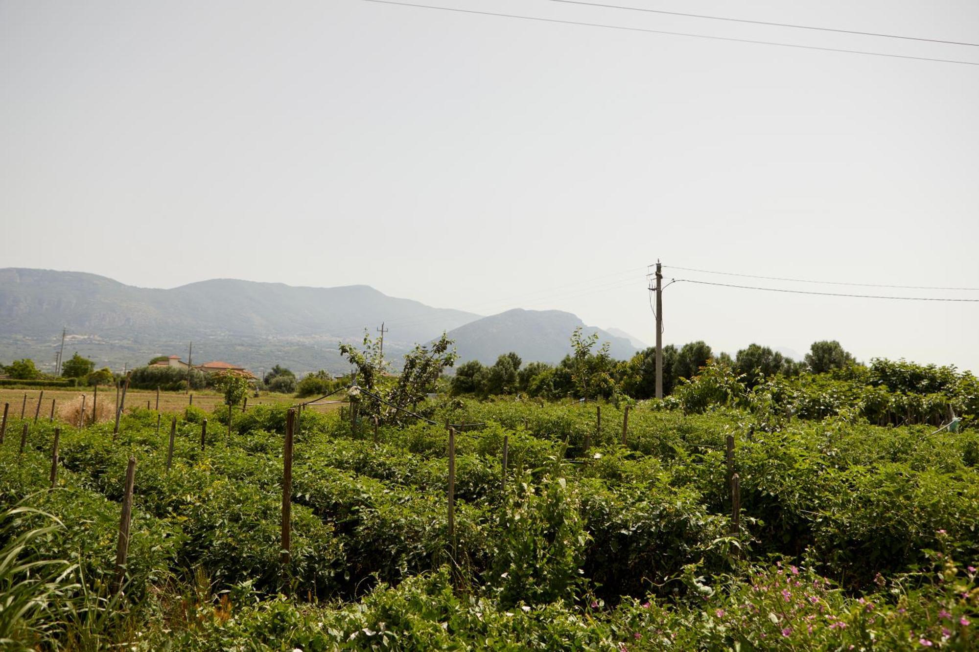 הוילה Stella Cilento Il Vecchio Frantoio מראה חיצוני תמונה
